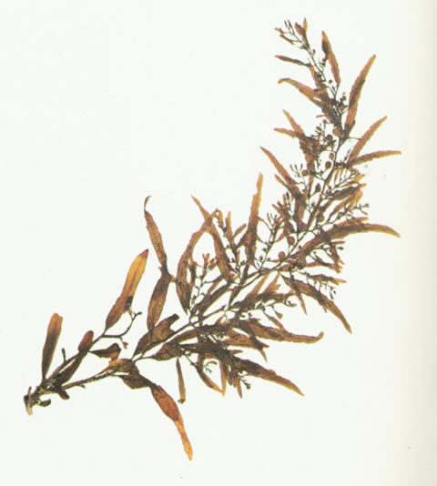 647e7d5e1023d.jpg 352921CB1A3728EB5D54E40186D_B527B3C6_9189.jpg