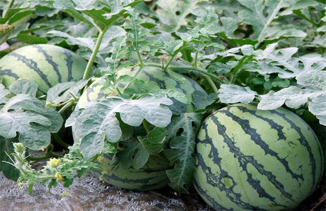 64a2291610b2e.png 64a2291610b2e.png