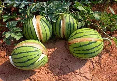 64a2299608f92.png 圖片5.png